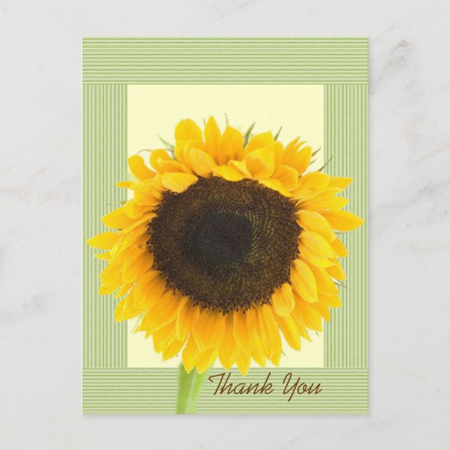 Sonnenblume Vielen Dank Stripe Border Postkarte (Vorderseite)
