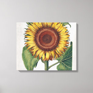 Sonnenblume Vintage Damast Blumenkunst Leinwanddruck