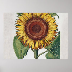 Sonnenblume Vintage Damast Blumenkunst Poster