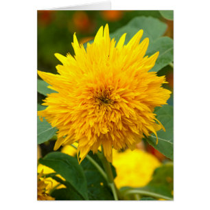 Sonnenblume vor Blüte