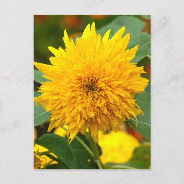 Sonnenblume vor Blüte Postkarte (Vorderseite)