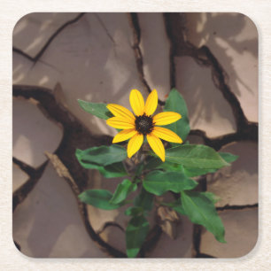 Sonnenblume wächst aus aufgesprungenem Schlamm Rechteckiger Pappuntersetzer