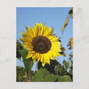 Sonnenblume zu spät in der Saison Postkarte