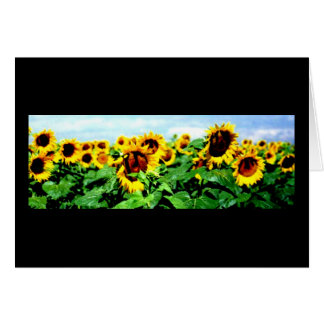 Sonnenblumefeld
