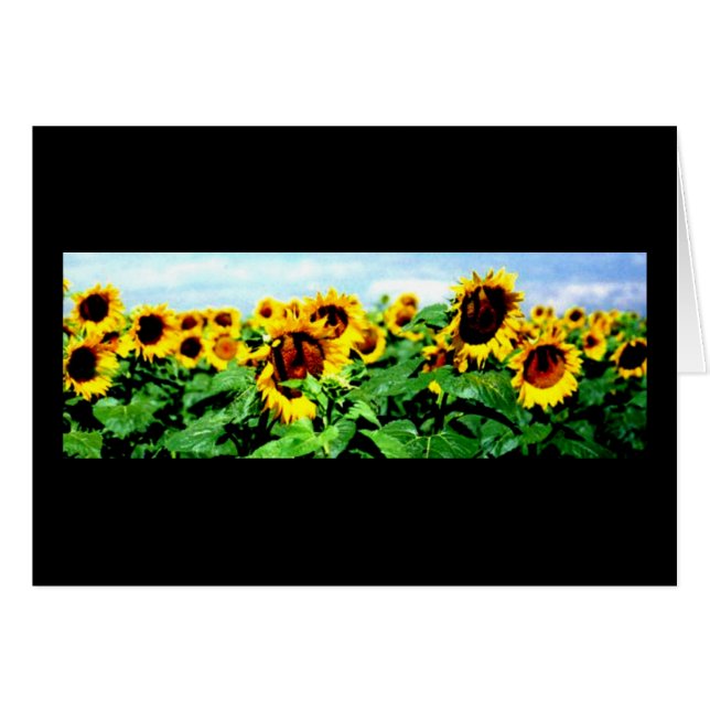 Sonnenblumefeld (Vorderseite (Horizontal))