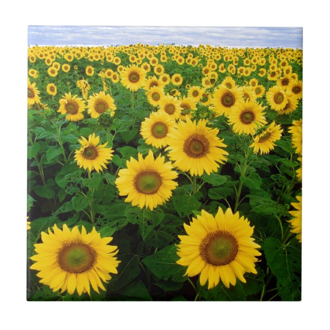 Sonnenblumefeld Fliese (Vorderseite)