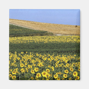 Sonnenblumefelder, Toskana, Italien Magnet