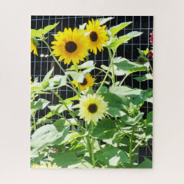 Sonnenblumen