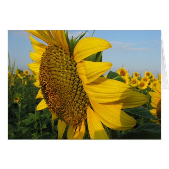 Sonnenblumen (Vorderseite (Horizontal))