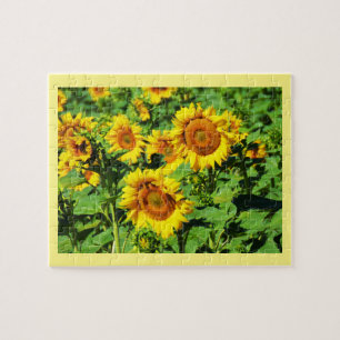 Sonnenblumen
