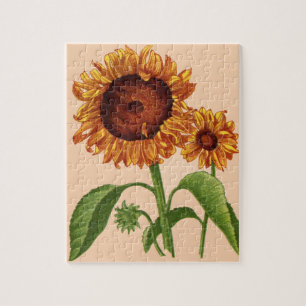 Sonnenblumen