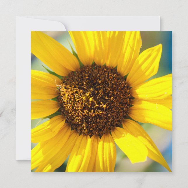 Sonnenblumen  (Vorderseite)