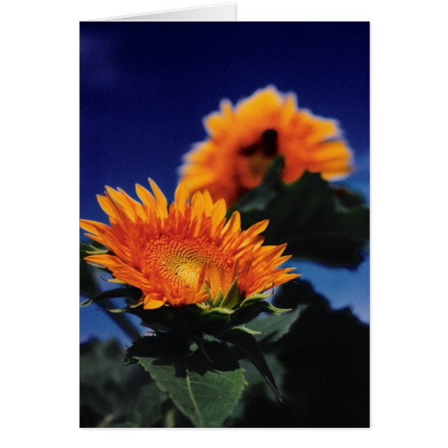 Sonnenblumen (Vorne)