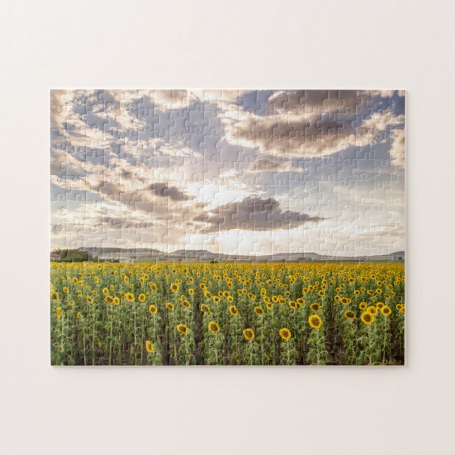 Sonnenblumen am Sonnenuntergang (Horizontal)