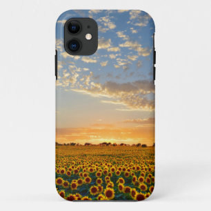 Sonnenblumen am Sonnenuntergang title_seo2