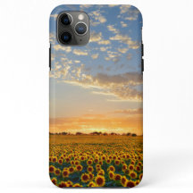 Sonnenblumen am Sonnenuntergang