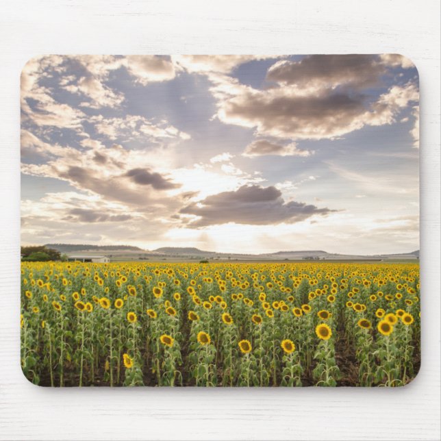 Sonnenblumen am Sonnenuntergang Mousepad (Vorne)