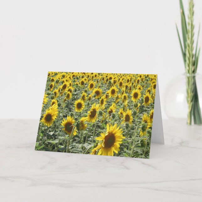 Sonnenblumen am späten Nachmittag Karte (Vorderseite)