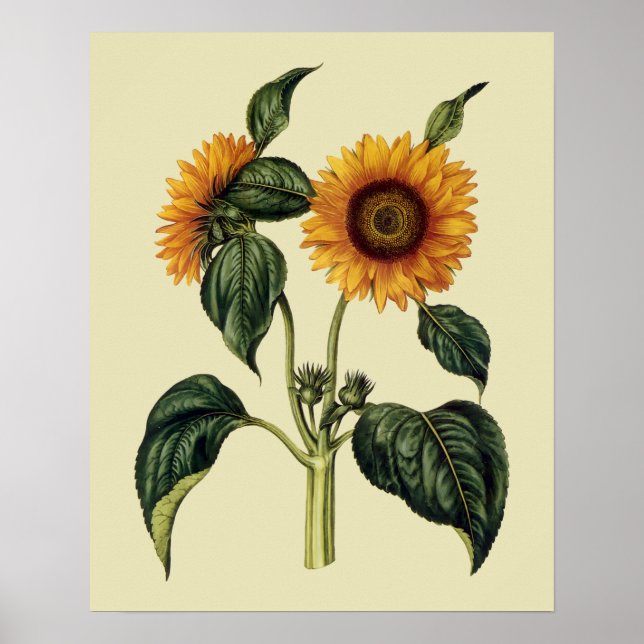 Sonnenblumen Antikes 17. Jahrhundert Kunst Poster (Vorne)