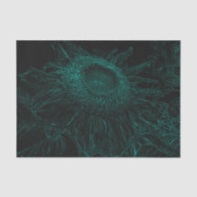 Sonnenblumen Aquamarine Grüne Schwarze Blüte Entde