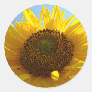 SONNENBLUMEN AUFKLEBER AUFKLEBERBOGEN Geschenke