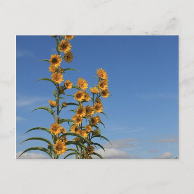 Sonnenblumen aus Minnesota Postkarte (Vorderseite)