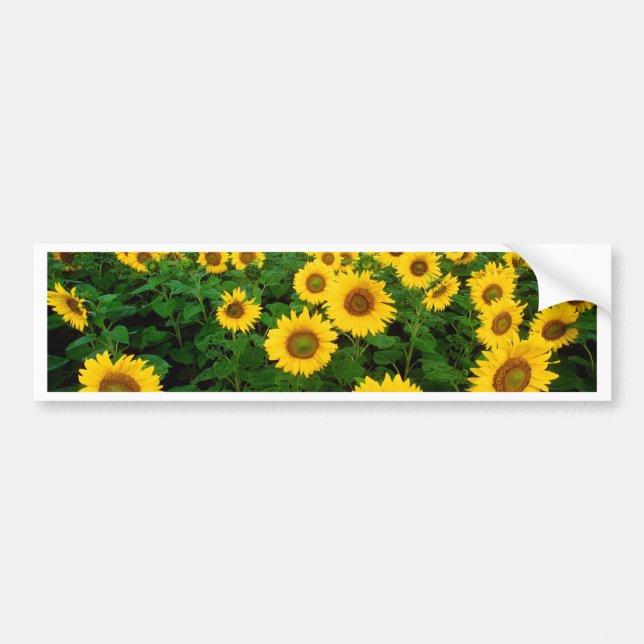 Sonnenblumen Autoaufkleber (Vorne)