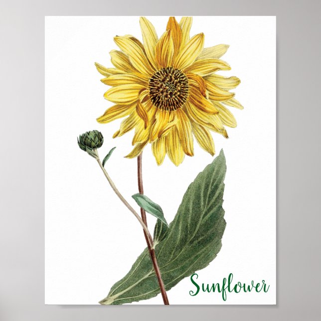 Sonnenblumen-Botanische-Illustration Blumenbild Poster (Vorne)