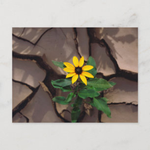 Sonnenblumen, die aus gekracktem Muck wachsen Postkarte