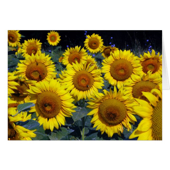 Sonnenblumen...Die lächelnde Natur (Vorderseite (Horizontal))