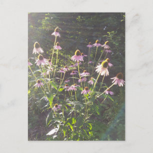 Sonnenblumen-Echinacea Postkarte
