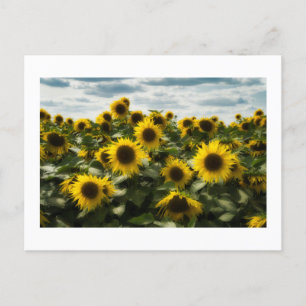 Sonnenblumen Feiertagspostkarte