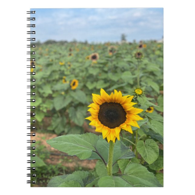 Sonnenblumen-Feldfotografie-Farm Notizblock (Vorderseite)