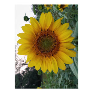 Sonnenblumen-Foto auf Premium-Satinpapier gedruckt Fotodruck