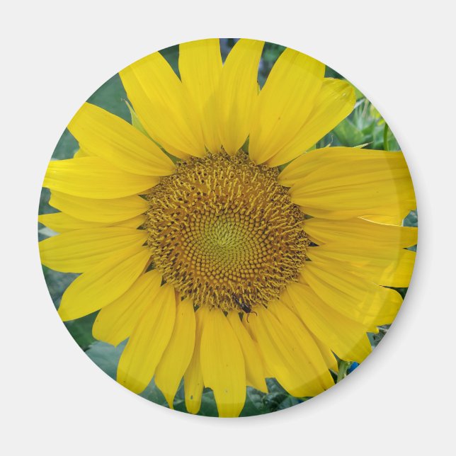 Sonnenblumen-Foto Magnet (Vorne)