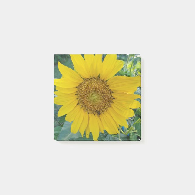Sonnenblumen-Foto Post-it Klebezettel (Vorderseite)