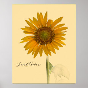 Sonnenblumen-Foto-Poster Poster