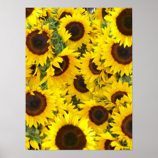 Sonnenblumen-Foto-Poster Poster