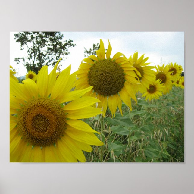 Sonnenblumen Foto Value Poster Paper (Matte) (Vorne)