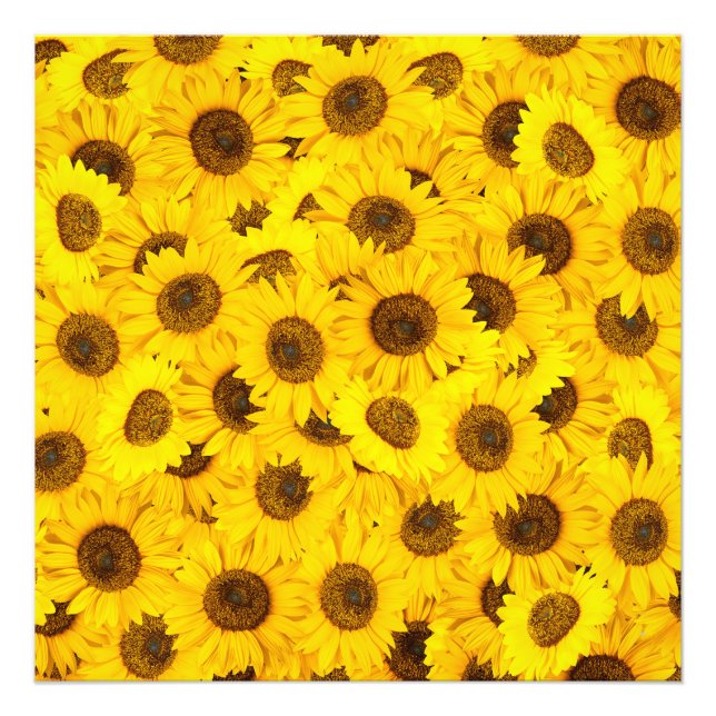 Sonnenblumen Fotodruck (Vorne)