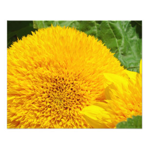 Sonnenblumen-Fotografie-Kunstwerke Sommergarten Fotodruck