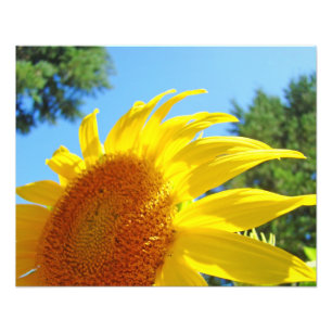 Sonnenblumen Fotografieren Kunstdrucke Fotodruck