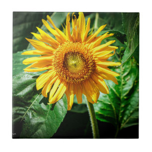 Sonnenblumen Freude Fliese