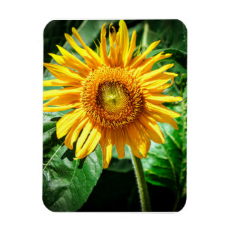 Sonnenblumen Freude Magnet