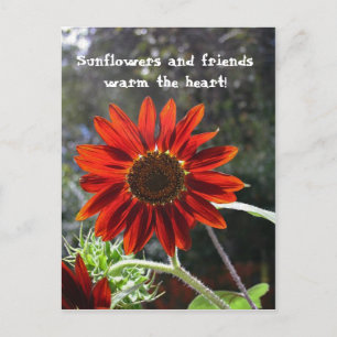 Sonnenblumen & Freunde! Postkarte
