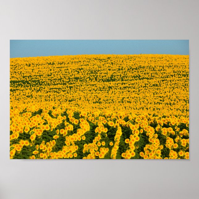 Sonnenblumen Galore Poster (Vorne)