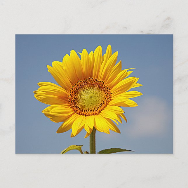 Sonnenblumen gegen Blue Sky Postcard Postkarte (Vorderseite)