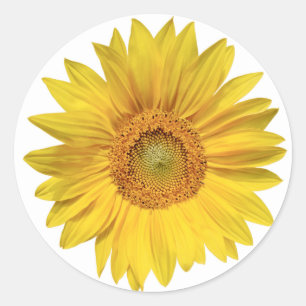 Sonnenblumen-Gelb-Blumen - Liebe, Hallo, Runder Aufkleber