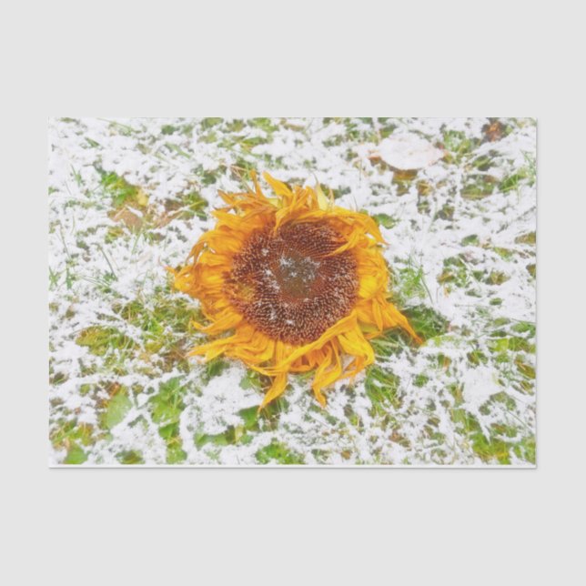 Sonnenblumen gelb im Winter Schneedecke Seidenpapier (Vorderseite)