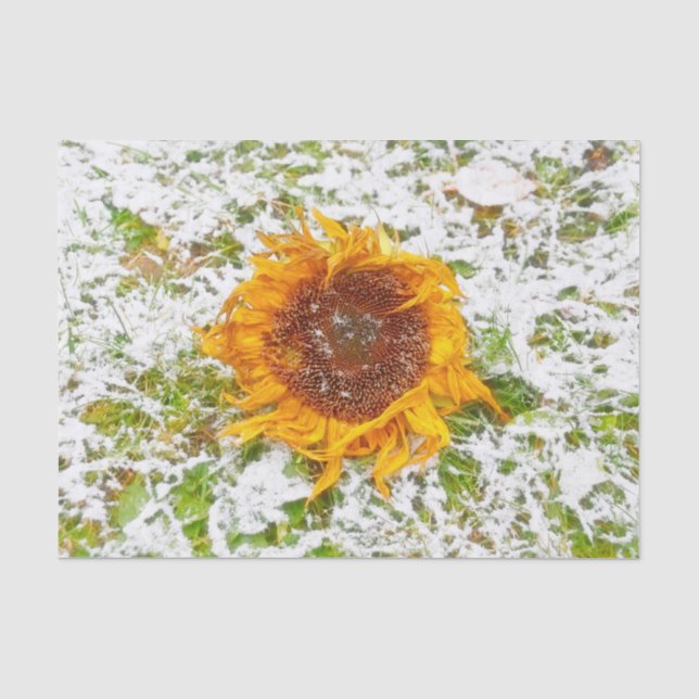 Sonnenblumen gelb im Winter Schneedecke Seidenpapier (Vorderseite)